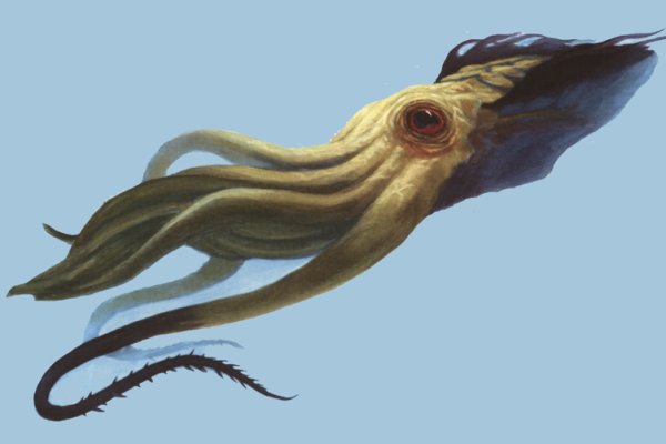 Kraken whitenet tor